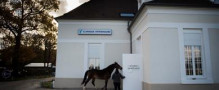 Innovation in der Behandlung von Halsfrakturen: Wie 3D-gedruckte Metallimplantate verletzten Rennpferden helfen